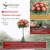 Щамбова роза Ориент Експрес