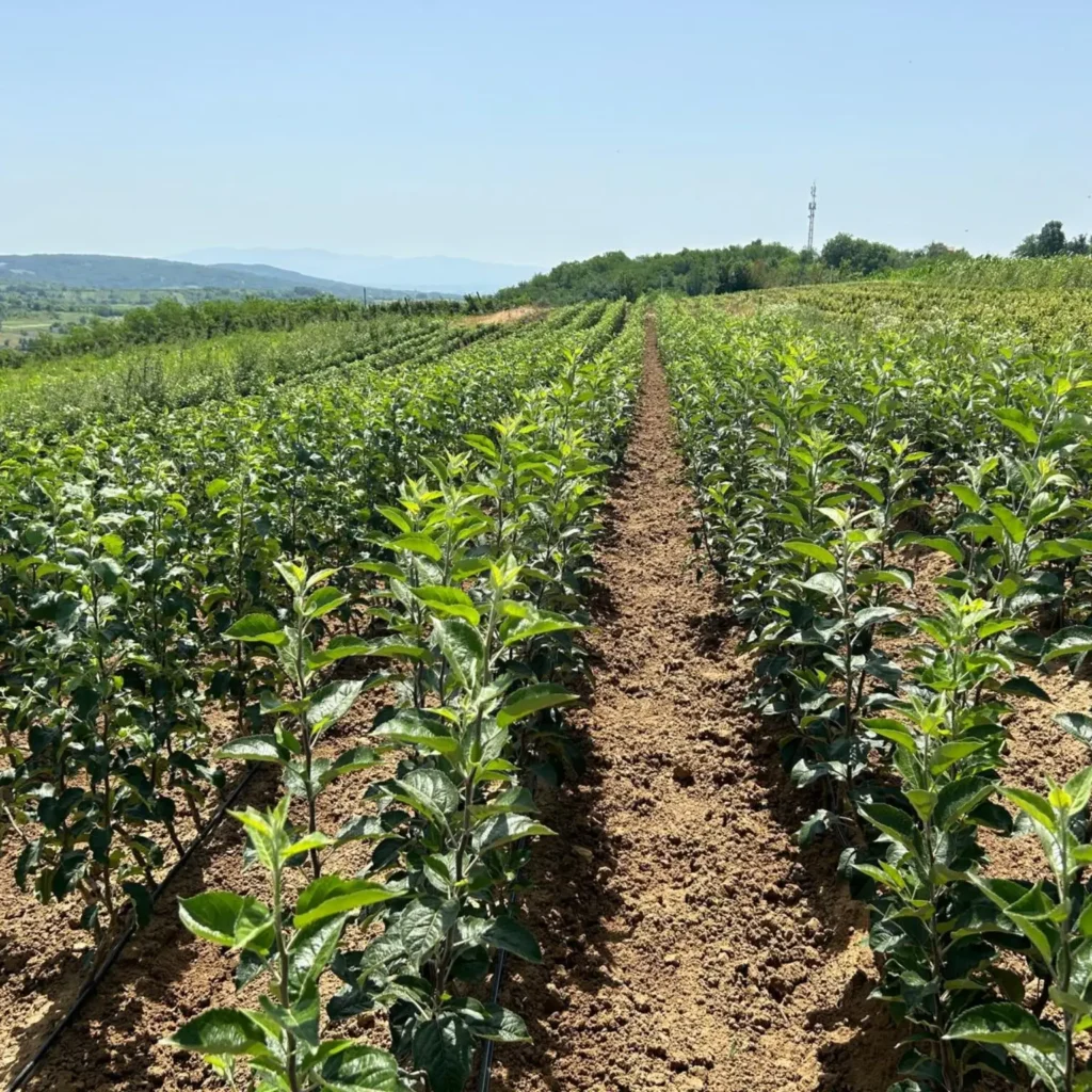 грешки при засаждането на овощни дърве