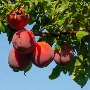 Овощни дръвчета нектарини ‘Venus’