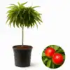 Джудже нектарина 'Rubis Necta Zee'