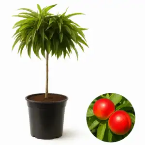 Джудже нектарина 'Rubis Necta Zee'