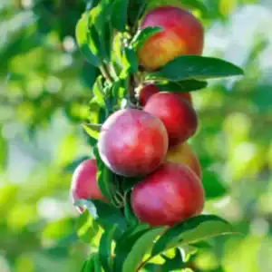 Овощни дръвчета нектарини 'Orion'