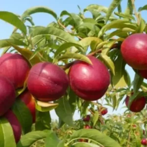 Овощни дръвчета нектарини 'Maria Lucia'