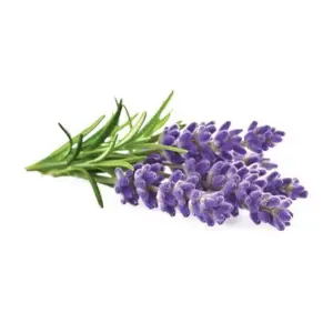 Декоративни растения