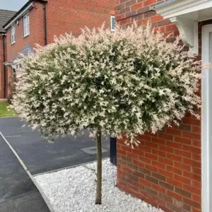 Саренолисна топчеста върба (Salix integra)