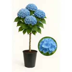 Хортензия – декоративен храст с едри цветове