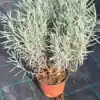 Лавандула разсад