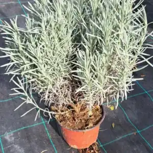 Лавандула разсад