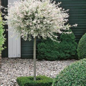 Саренолисна топчеста върба