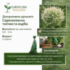 Саренолисна топчеста върба - Image 3