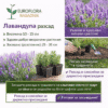 Лавандула разсад