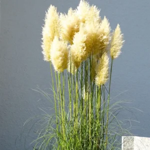 Пампаска трева