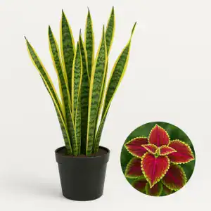 Декоративни растения