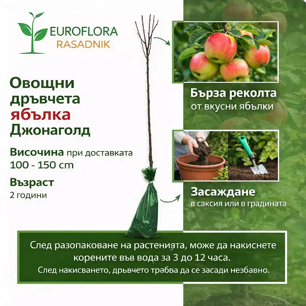 Овощни дръвчета ябълка Джонаголд