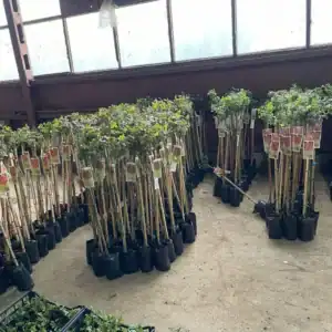 Щамбова Рози