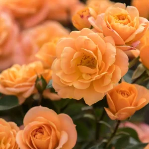 Полиантови рози Кайсиева Клементина