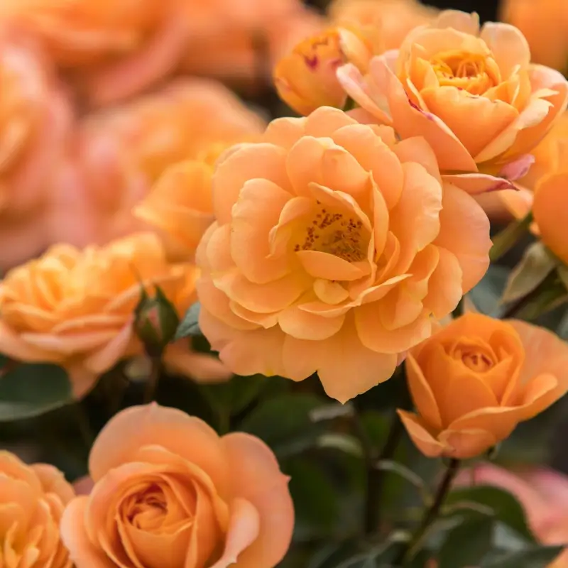 Полиантови рози Кайсиева Клементина