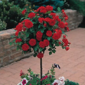 Mини Щамбова Рози Червена