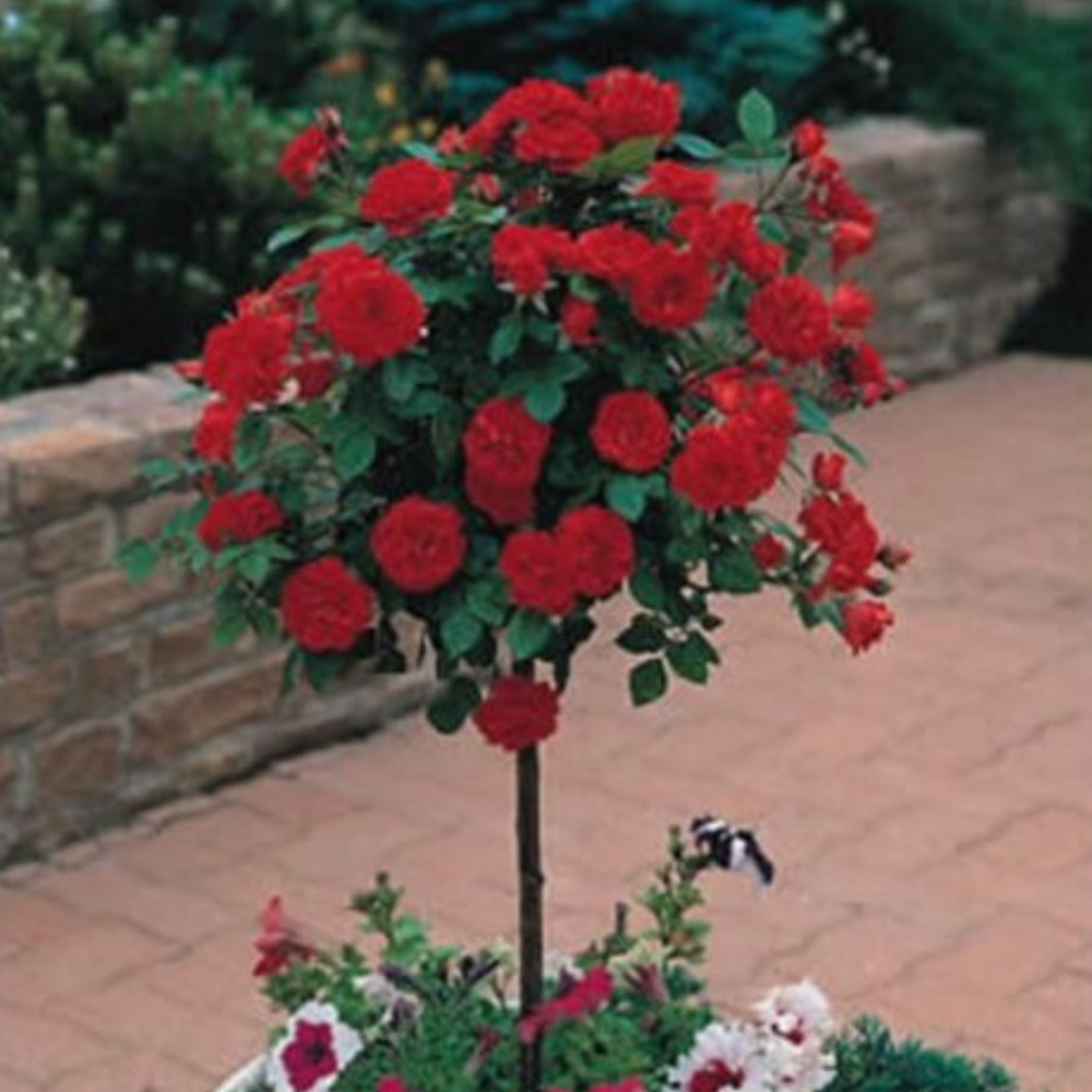 Mини Щамбова Рози Червена