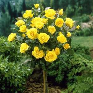 Мини щамбова роза Жълта