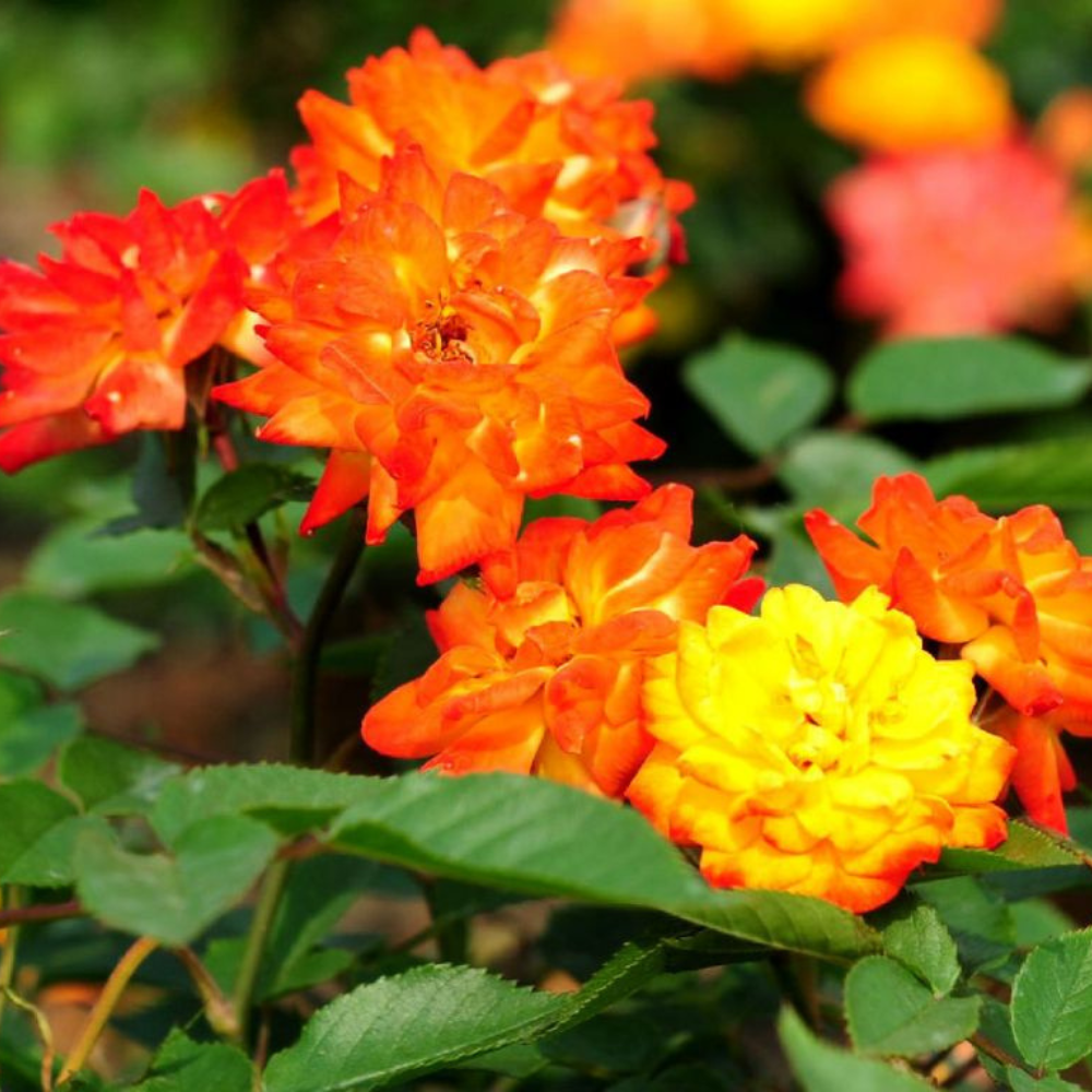 Мини щамбова роза Sanmeid