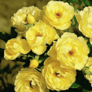 Полиантови-рози