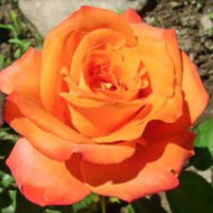 Полиантови рози