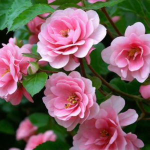 Полиантови рози Пинк Фейри