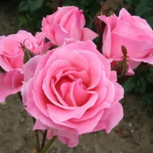 Кълбовидна Щамбова Роза Елизабет