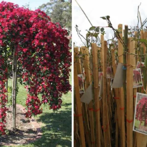 Падаща Щамбова Роза Червен Скарлет – височина на щама 1,2 м. Разсадът е двугодишен. Ширина на короната около 70 см, кълбовидна корона. Идеални са за малки градини, за засаждане в жардиниери, за акцентиране на входове или покрай алеи. Засаждат се на разстояние от 1 до 1,5 м – по избор.