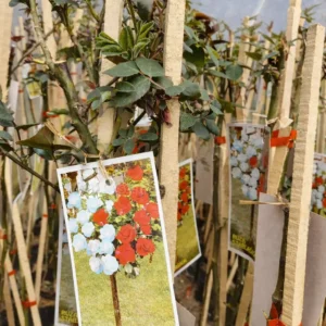 Двуцветната щамбова роза червено-бяла