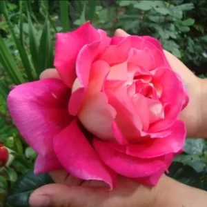 Щамбова Роза Кронебург