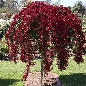 Щамбова Роза Бордо